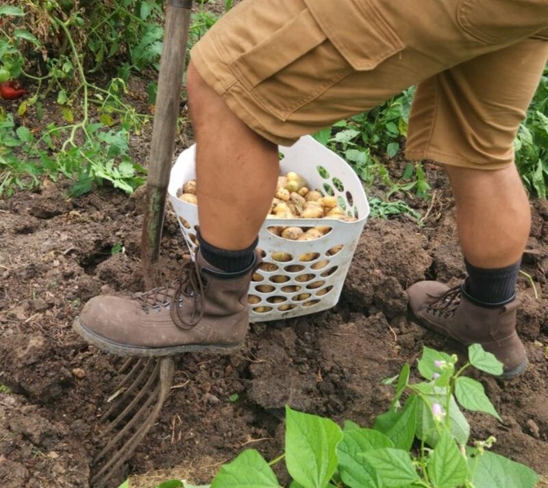 A man in kahki shorts and Carets Determination Steel Toe Safety boots standing in the dirt digging up potatoes with a pitchfork