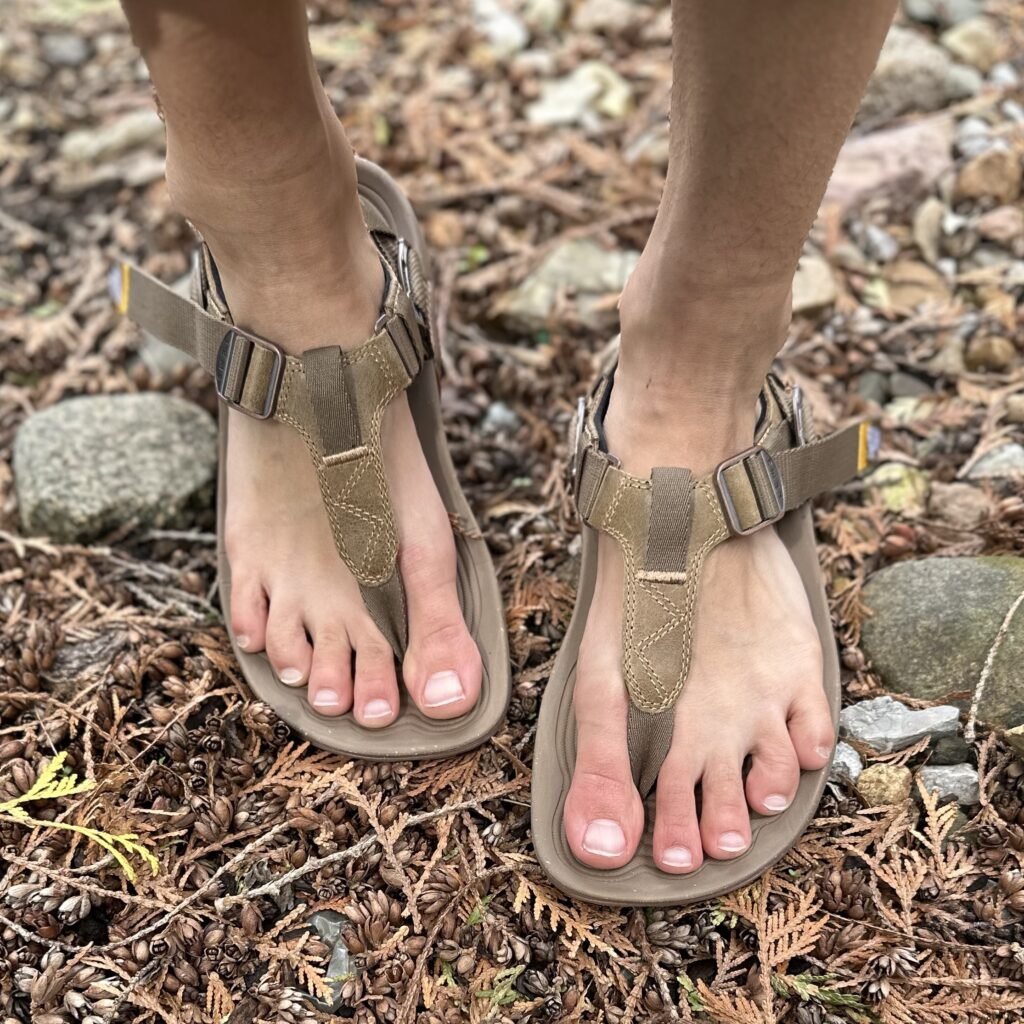 A close up top down view of a pair of feet wearing Lems Shoes switchback sandals in brown leather and fallen pin needles underfoot